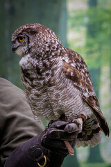 Afrikanische Flecken Uhu