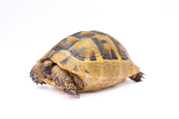 Tortoise or turtle isolated on white background.