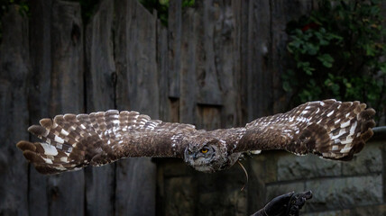 Afrikanische Flecken Uhu