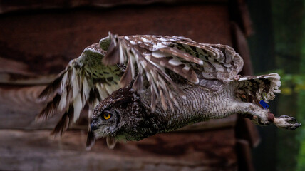 Afrikanische Fleckenuhu