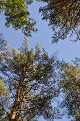 forest trees pines blue sky summer stay tree crown green grass
