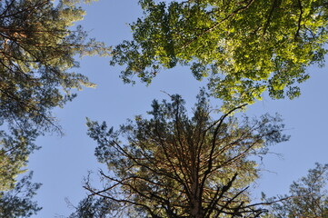 forest trees pines blue sky summer stay tree crown green grass
