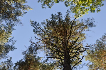 forest trees pines blue sky summer stay tree crown green grass