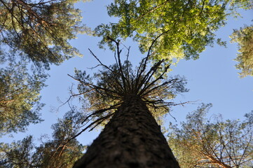 forest trees pines blue sky summer stay tree crown green grass