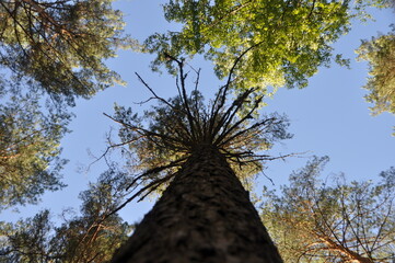 forest trees pines blue sky summer stay tree crown green grass