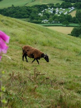 Vertical view of a finnsheep walking down the green slope