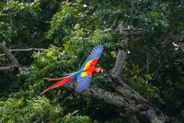 Scarlet Macaw in flight in front of rainforest  at Matapalo close to Corcovado National Park