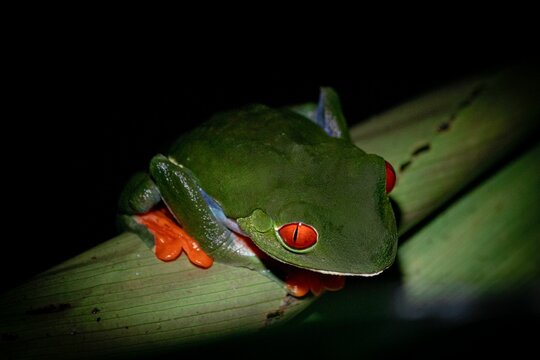 Frog In Braulio Carrillo National Park, Costa Rica