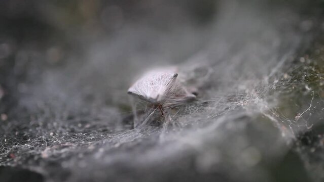 insect breathing and tied in spider trap