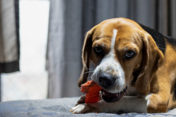 Beagle gnawing toy on the couch