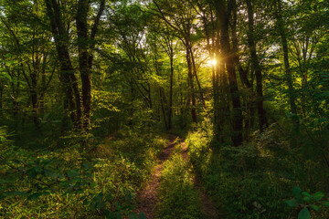 Fototapeta premium Path in the green dense summer forest