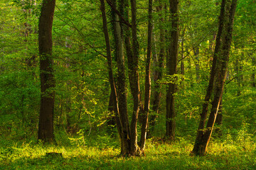 Sun beams through thick  trees branches in dense green forest