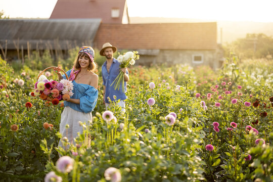Man and a woman pick up dahlia flowers while working at rural flower farm with farmhouse on background during sunset. Young farmers having small business of growing dahlias in summer garden