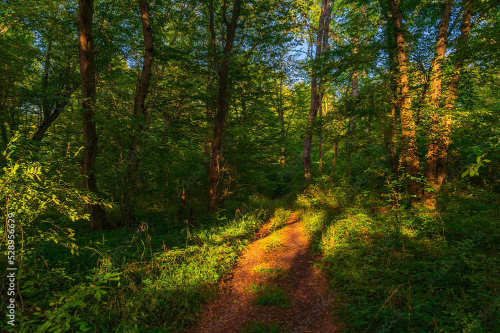 Canvas Prints path in the green dense summer forest