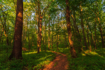 Path in the green dense summer forest