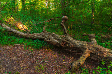 Fallen big tree in the green forest
