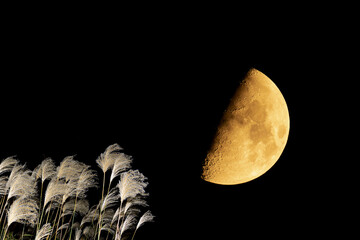 ススキと上弦の月。秋の夜のコンセプト。