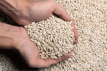 Bean seeds in the hands of a farmer. Healthy food. Collection, storage and preparation of seeds for planting. Organic background. Beans are a source of protein.