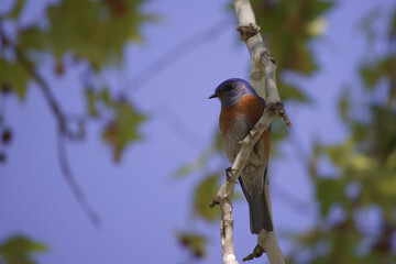 Small red white and blue bird perched on a branch