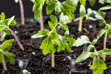 Growing tomatoes from seeds, step by step. Step 7 - the sprouts have grown.