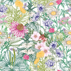 Seamless vector pattern of medical plants and herbs in engraving style. Linear chamomile, chicory, clover, lavender, plantain, valerian, echinacea, rosehip, coltsfoot, ginkgo, nettle