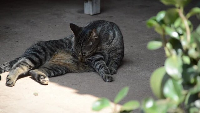 real mutt pet, a domestic grey moggie cat licking itself, washing itself by its tongue on the floor