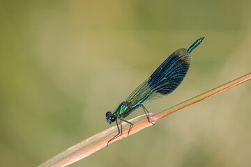 Gebänderte Prachtlibelle
