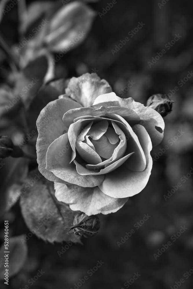 Sticker greyscale shot of rose in the garden with a bokeh background