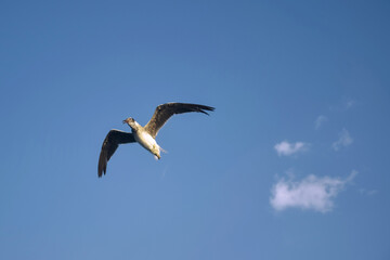 Large white seagull flies in blue sky with clouds, freedom in wild. Seagull opened the beak. Copy space. Selective focus.