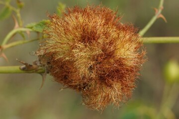 Closeup on a rose bedeguar gall a growth deformation caused by a wasp, Diplolepis rosae