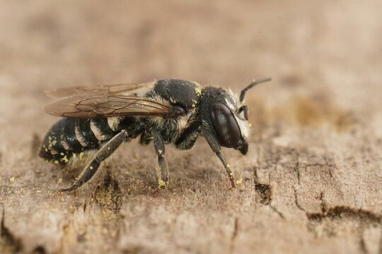 Closeup on a small female Centaurea Leafcutter Bee, Megachile apicalis with pollen