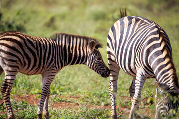 Zebra with its calf eating in the African savannah of South Africa where it lives in the wildlife with other wild animals and is often seen on safari.