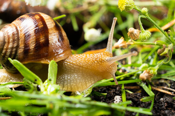 Helix pomatia large grape snail leisurely crawls on the grass.