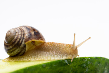 Large grape garden snail Helix pomatia sits and eats cucumber.