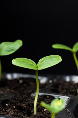 Growing cucumbers from seeds. Step 4 - First Sprouts