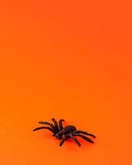 One small black horror spider on orange backdrop with copy space. Halloween decoration spooky background concept for holidays