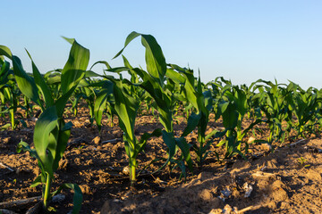Naklejka premium Closeup of green corn sprouts planted in neat rows against a blue sky. Copy space, space for text. Agriculture