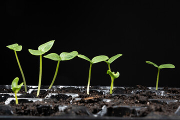 Growing cucumbers from seeds. Step 4 - First Sprouts