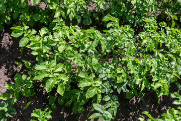 Closeup of a white and yellow blossoming potato plant in the foreground of large field in the Netherlands. It is early in the morning of a sunny day in the beginning of the summer season
