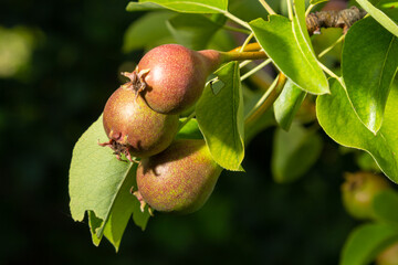 Pear tree. Pear green garden with fruit. Natural environment, outdoors