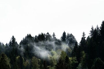 Beautiful landscape of pine tree tops on a foggy day