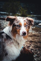 Australian Shepard on the shore of Alouette lake