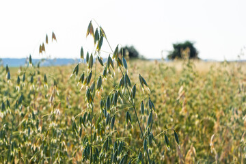 Avena sativa, Common oat, cereal grain grown for human consumption as oatmeal and rolled oat
