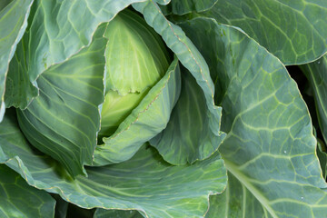 Cabbage grow in the garden. Agriculture. Healthy and healthy food for humans. The cultivation of...