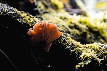 Orange textured mushroom growing on mossy tree root