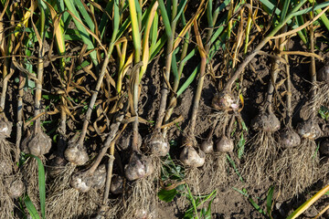 The dug-out garlic is dried on a garden bed on a summer day
