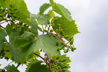 Flowering grapes against the blue sky. Flowering vine. Grape vine with young leaves and buds blooming in the vineyard