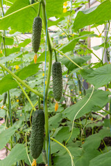 Young green cucumbers vegetables hanging on lianas of cucumber plants in green house