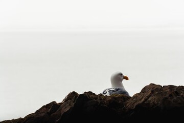 Seagull on a rock on Alcatraz Island