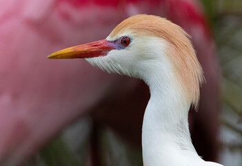 Cattle Egret in head portrait with pink spoonbill in muted background